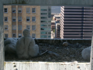 Peregrine falcon babies. Do they have self-doubt?